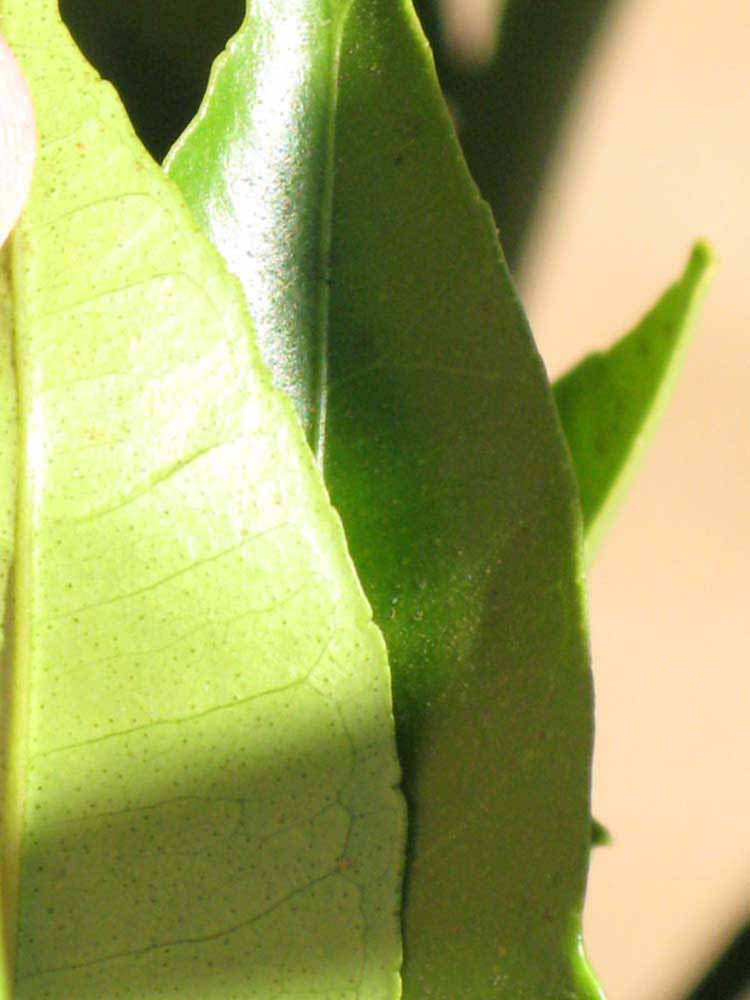              Margin (Riverside, CA)       